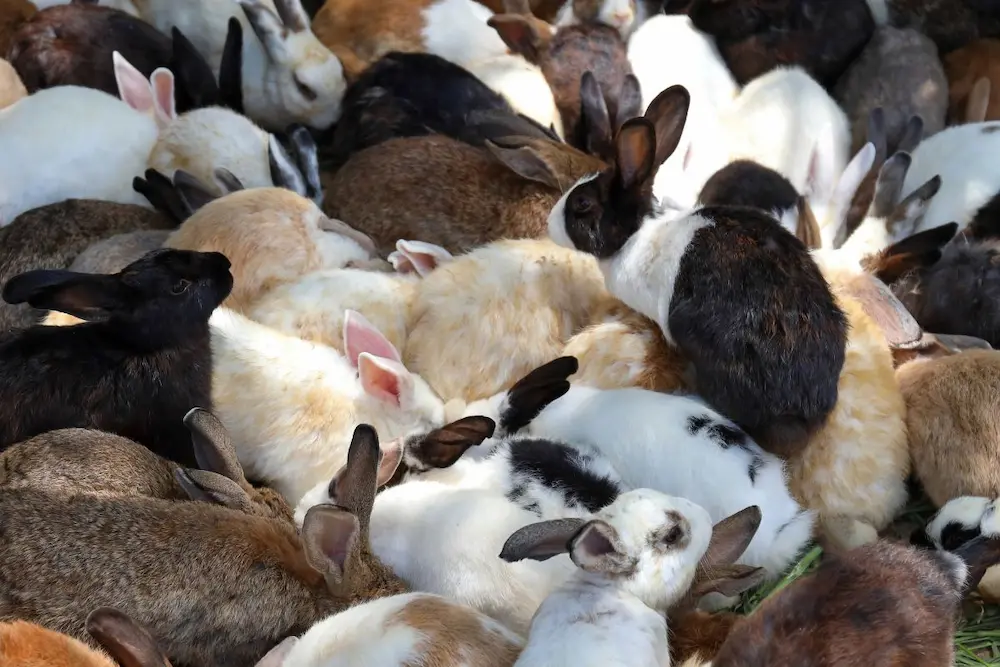 plaga de conejos en toledo